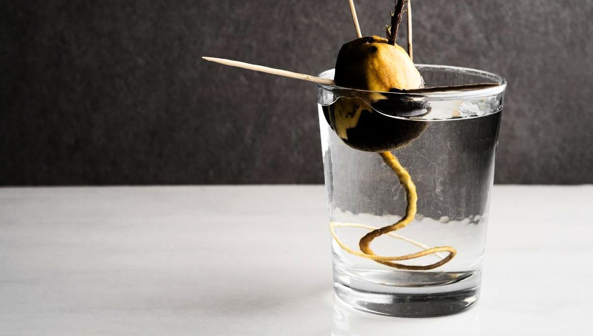 El carozo de la palta puede ser colocado en un recipiente de agua en vez de ser desechado