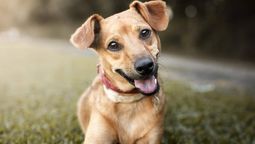 Cuántos años viven los perros que no son de raza.