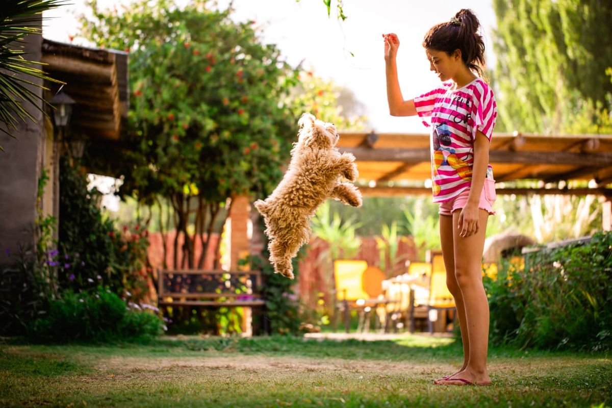 Los perros, sean o no cachorros, cuentan con muchas alternativas para no sólo evitar sufrir la ausencia de sus dueños, sino pasar ellos sus propias vacaciones. Los perros, sean o no cachorros, cuentan con muchas alternativas para no sólo evitar sufrir la ausencia de sus dueños, sino pasar ellos sus propias vacaciones.