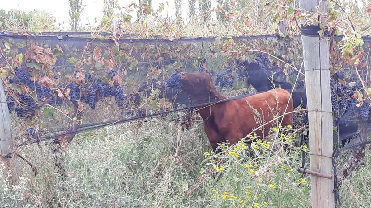 Cansado de los malos precios, metió al ganado a comer en el viñedo,