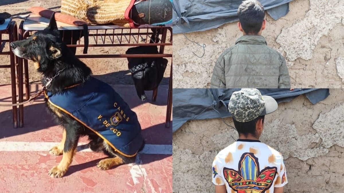 Los perros Fito y Snaiper resolvieron robos en Tupungato y San Martín tras rastrear por 400 metros cada uno