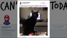 En Twitter plagaron la red con fotos de gatos tras el atentado en Barcelona