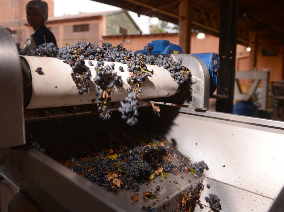 Se espera una fuerte baja en la producción vitivinícola por las heladas.