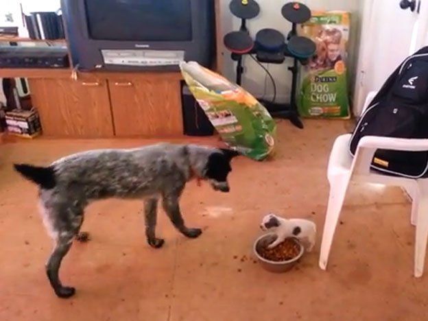 David contra Goliat: un perrito defiende su comida ferozmente