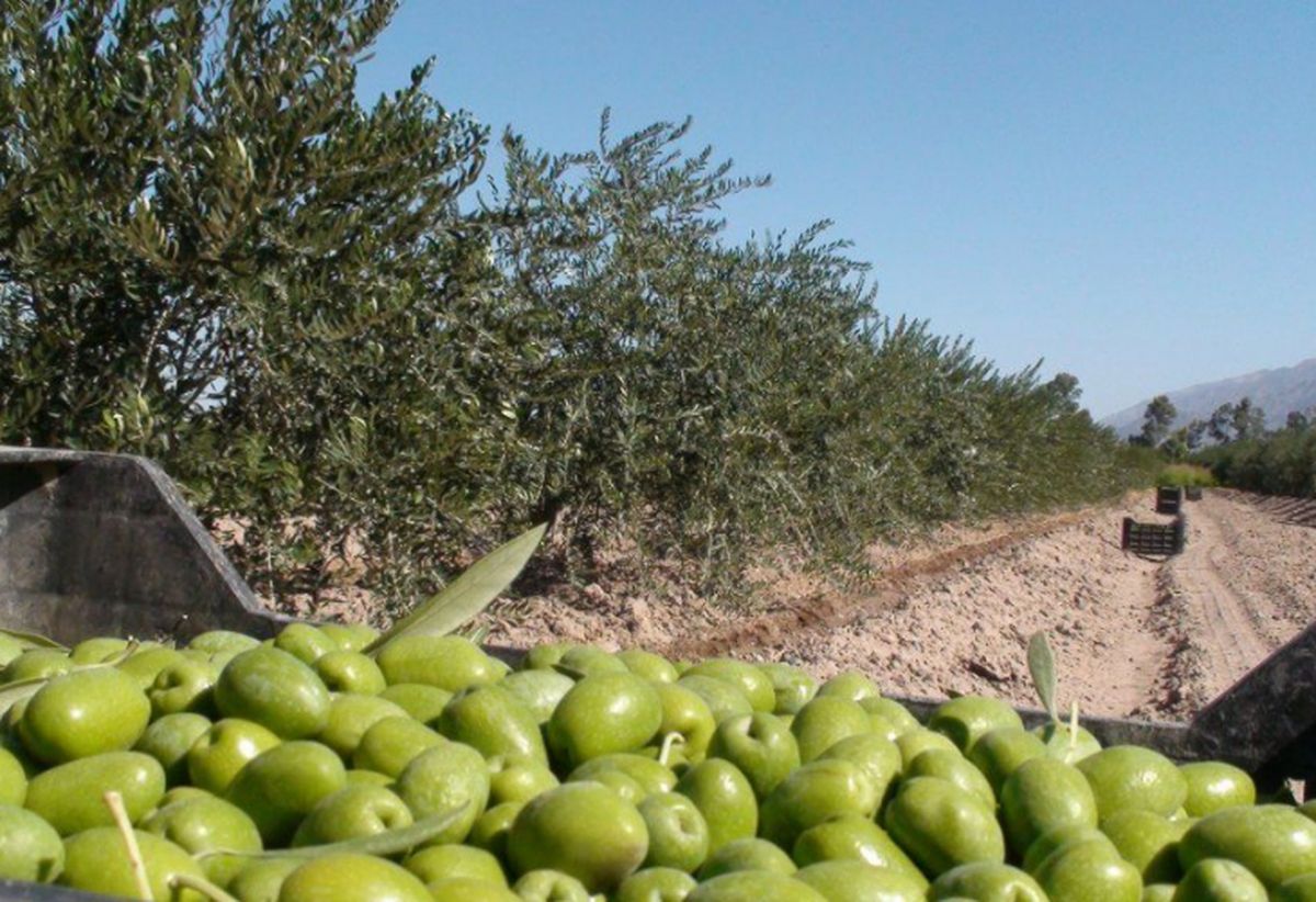 La producción olivícola local tuvo grandes avances en las últimas décadas. Imagen ilustrativa. La producción olivícola local tuvo grandes avances en las últimas décadas. Imagen ilustrativa.
