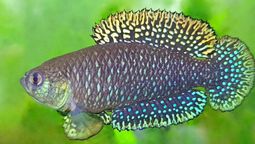 Encontraron en un río del norte del país una especie de pez gigante nunca antes vista Encontraron en un río del norte del país una especie de pez gigante nunca antes vista