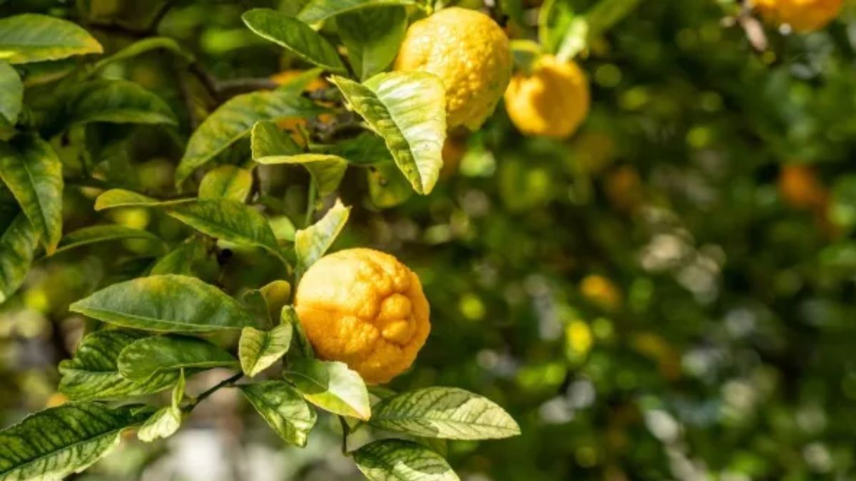Las hojas pueden ser un indicador del estado de salud de tu limonero.&nbsp;