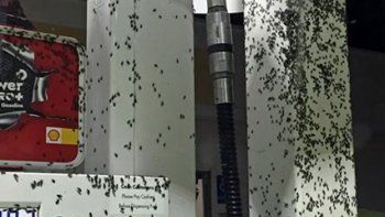 Insectos invaden California