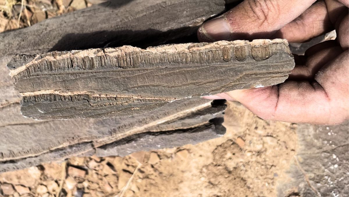 Las primeras observaciones acerca de este descubrimiento fueron realizadas hace 15 años