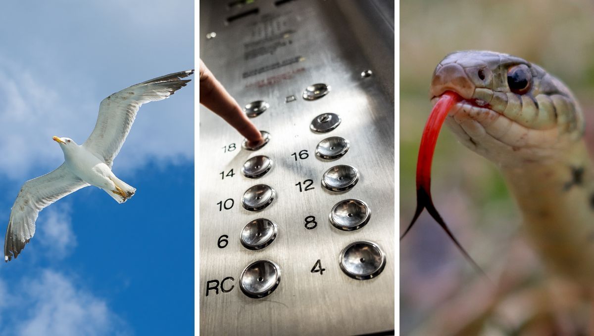 Cuál es el significado erótico de soñar con volar