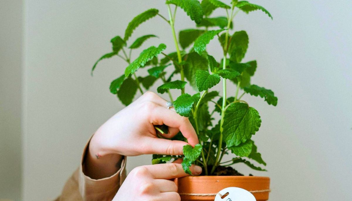 La menta crece mejor recibiendo sombra parcial. Imagen: Pexels. La menta crece mejor recibiendo sombra parcial. Imagen: Pexels.