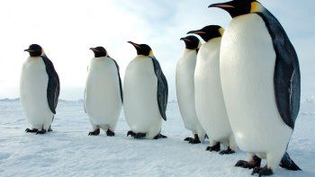Más de la mitad de los pingüinos del mundo están en peligro de extinción
