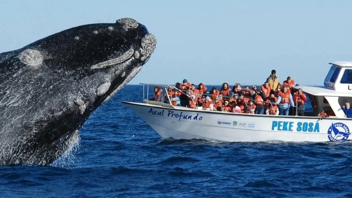 La excursión para avistar ballenas en Puerto Madryn cuesta casi 100 mil pesos