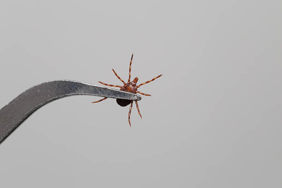 Las garrapatas son una de las plagas m&aacute;s presentes en los hogares.&nbsp;