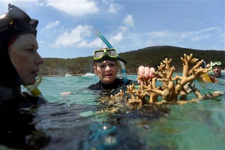 Récord de corales muertos en la Gran Barrera de Coral