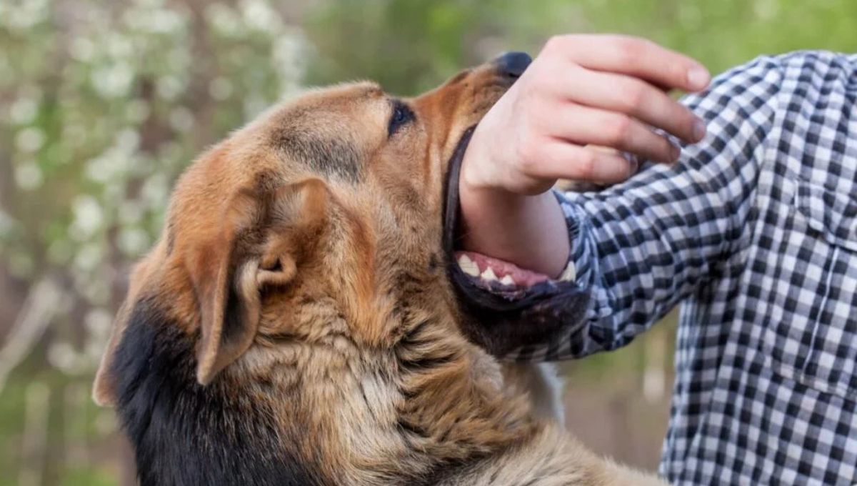 Mi perro me muerde el brazo: qué significa según la ciencia veterinaria