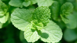 La menta tiene propiedades analgésicas que pueden ayudar a aliviar el dolor muscular, los dolores de cabeza y las migrañas. La menta tiene propiedades analgésicas que pueden ayudar a aliviar el dolor muscular, los dolores de cabeza y las migrañas.