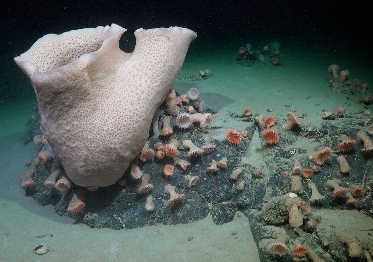 Parte del ecosistema encontrado en Antártida Parte del ecosistema encontrado en Antártida