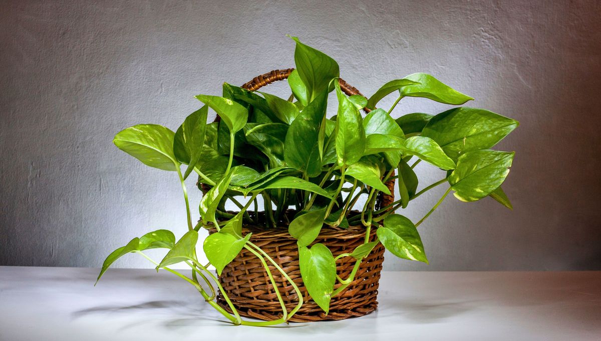 La planta de potus es perfecta para el baño y la cocina La planta de potus es perfecta para el baño y la cocina