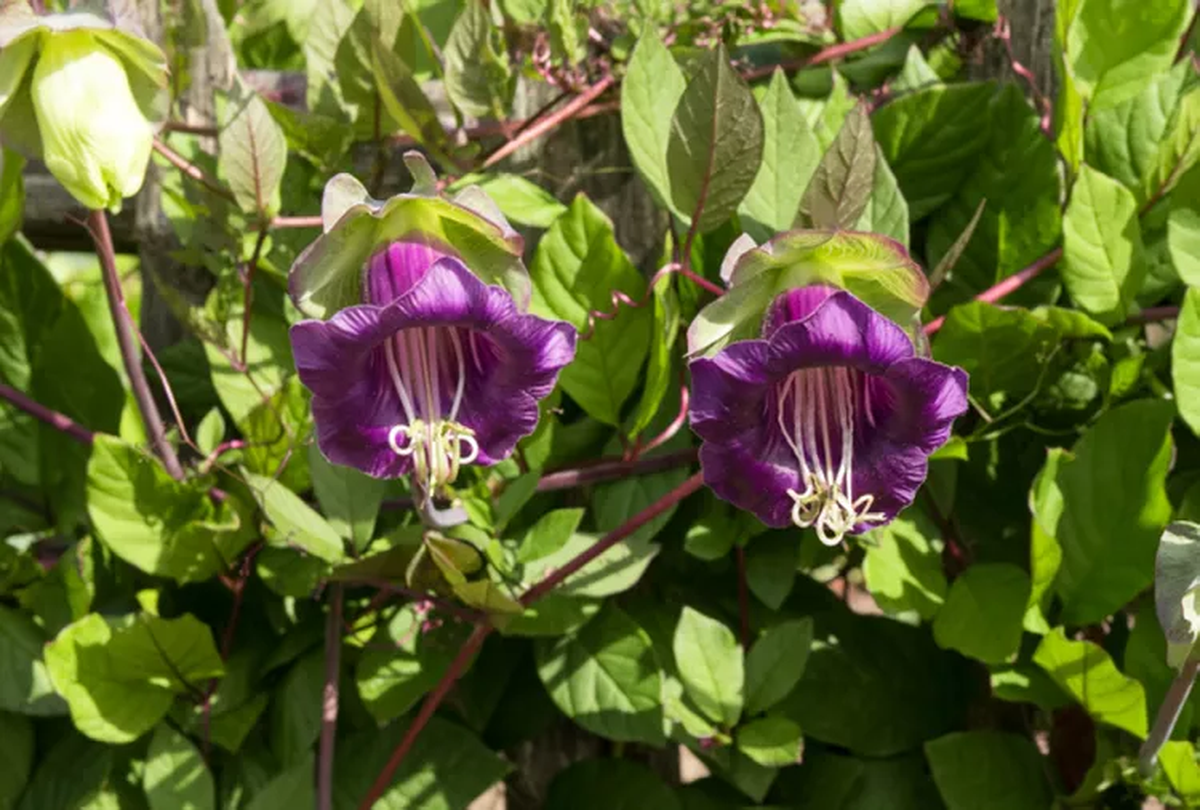 Esta planta embellece el jardín con sus flores. Imagen: Freepik Esta planta embellece el jardín con sus flores. Imagen: Freepik