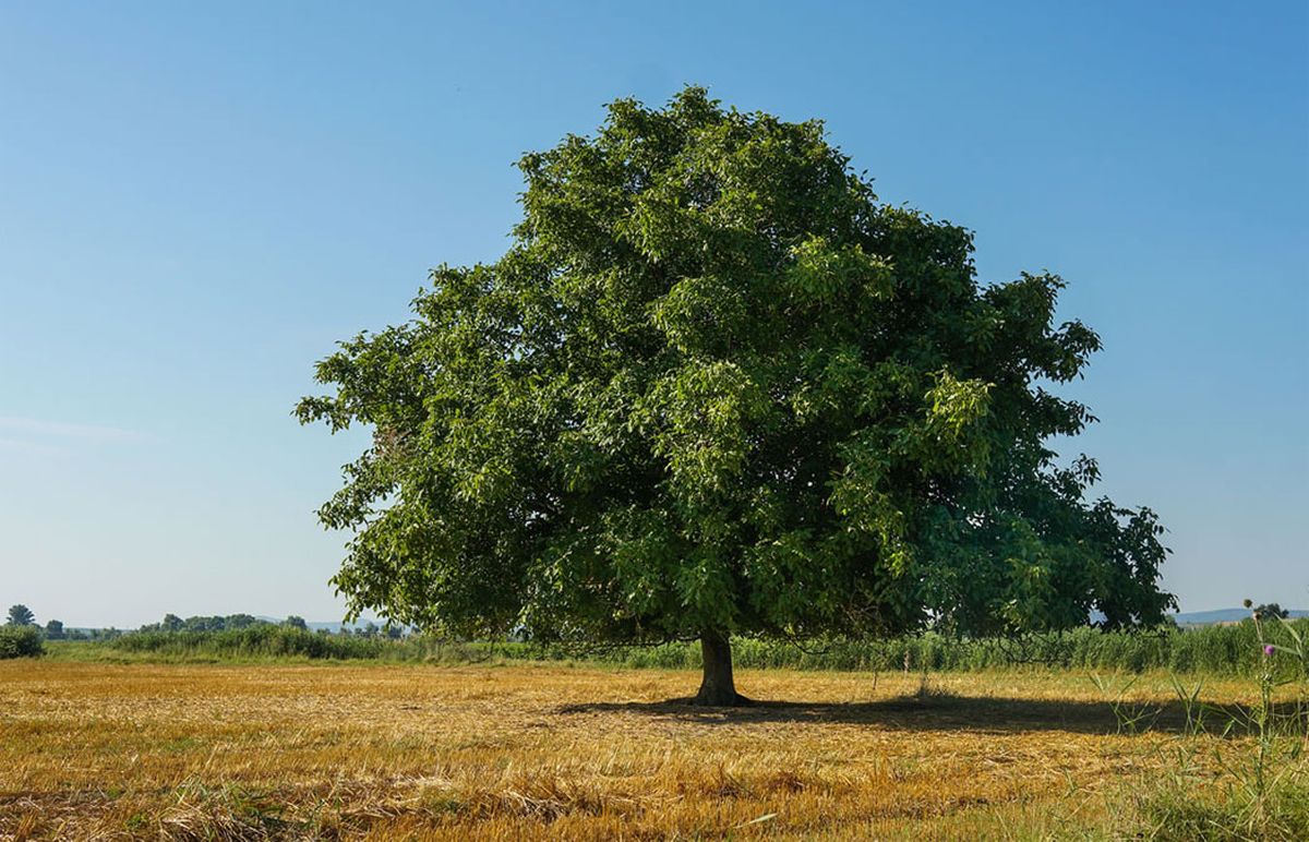 Árbol de nueces, Nogal Árbol de nueces, Nogal 