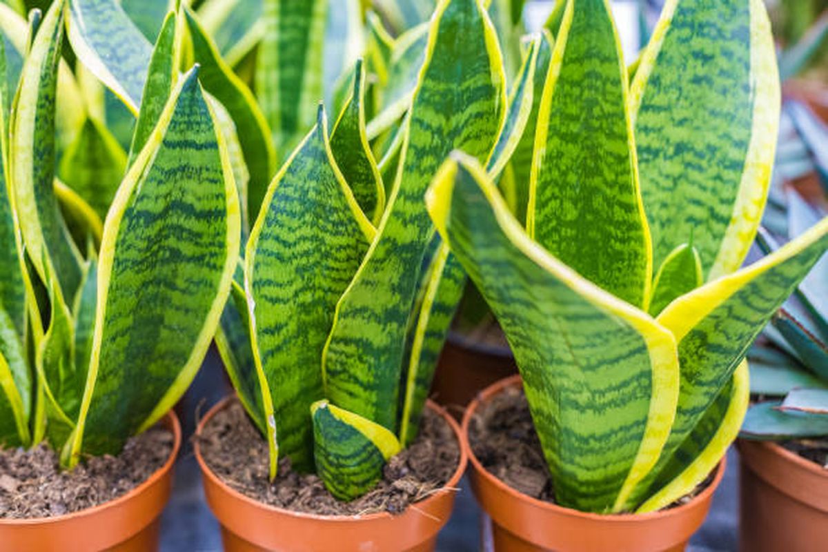La sansevieria o lengua de suegra se beneficiará con las cáscaras de banana. La sansevieria o lengua de suegra se beneficiará con las cáscaras de banana.