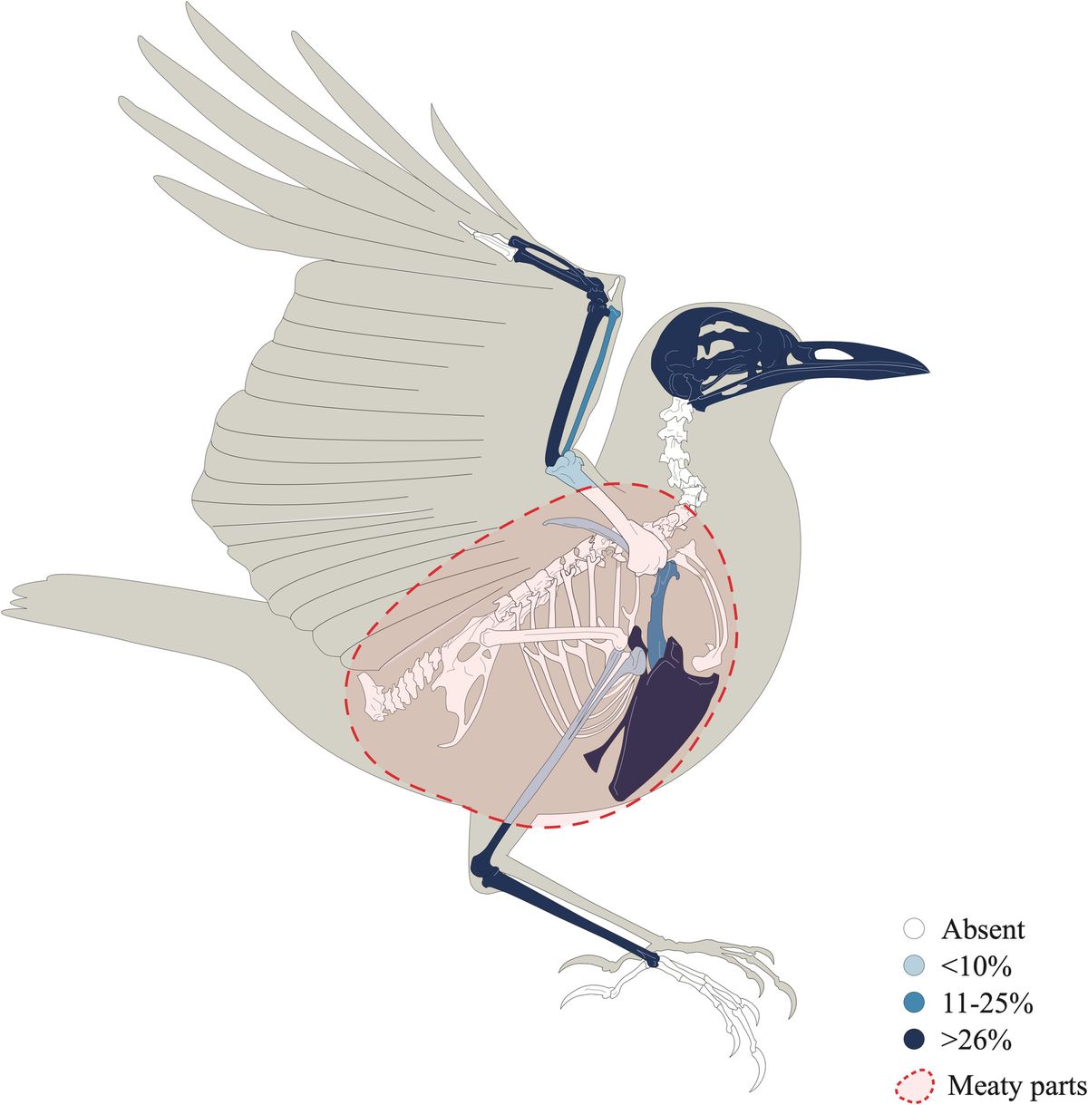 El descubrimiento también determinó cuáles eran las partes favoritas de los romanos. El descubrimiento también determinó cuáles eran las partes favoritas de los romanos.