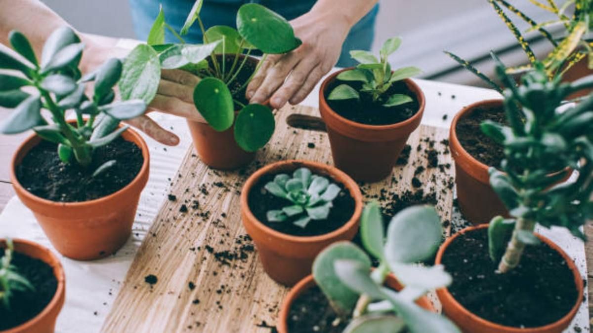 Dale vida a tus plantas con este fertilizante.