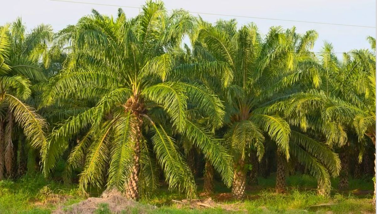 El árbol de petróleo vegetal que es el más consumido del mundo