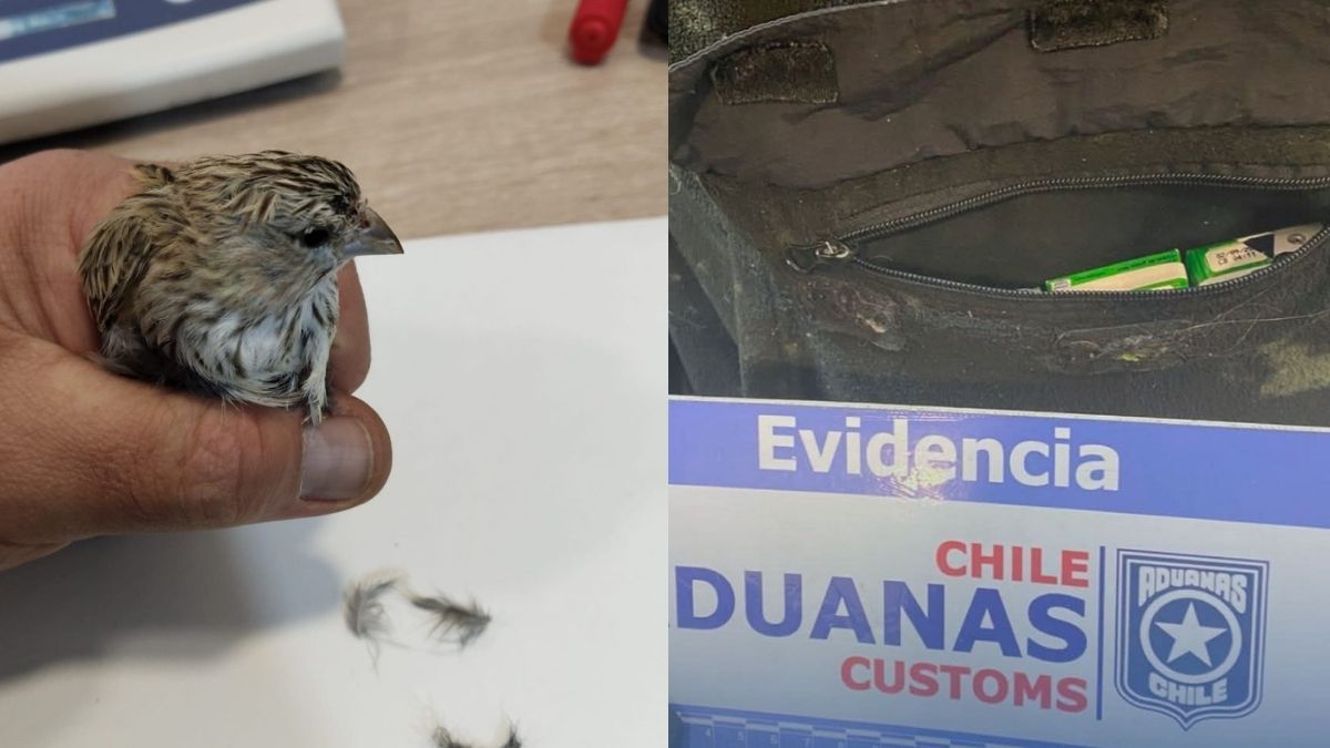 A la izquierda una de las aves incautadas y a la derecha la forma en que eran trasladadas. A la izquierda una de las aves incautadas y a la derecha la forma en que eran trasladadas.