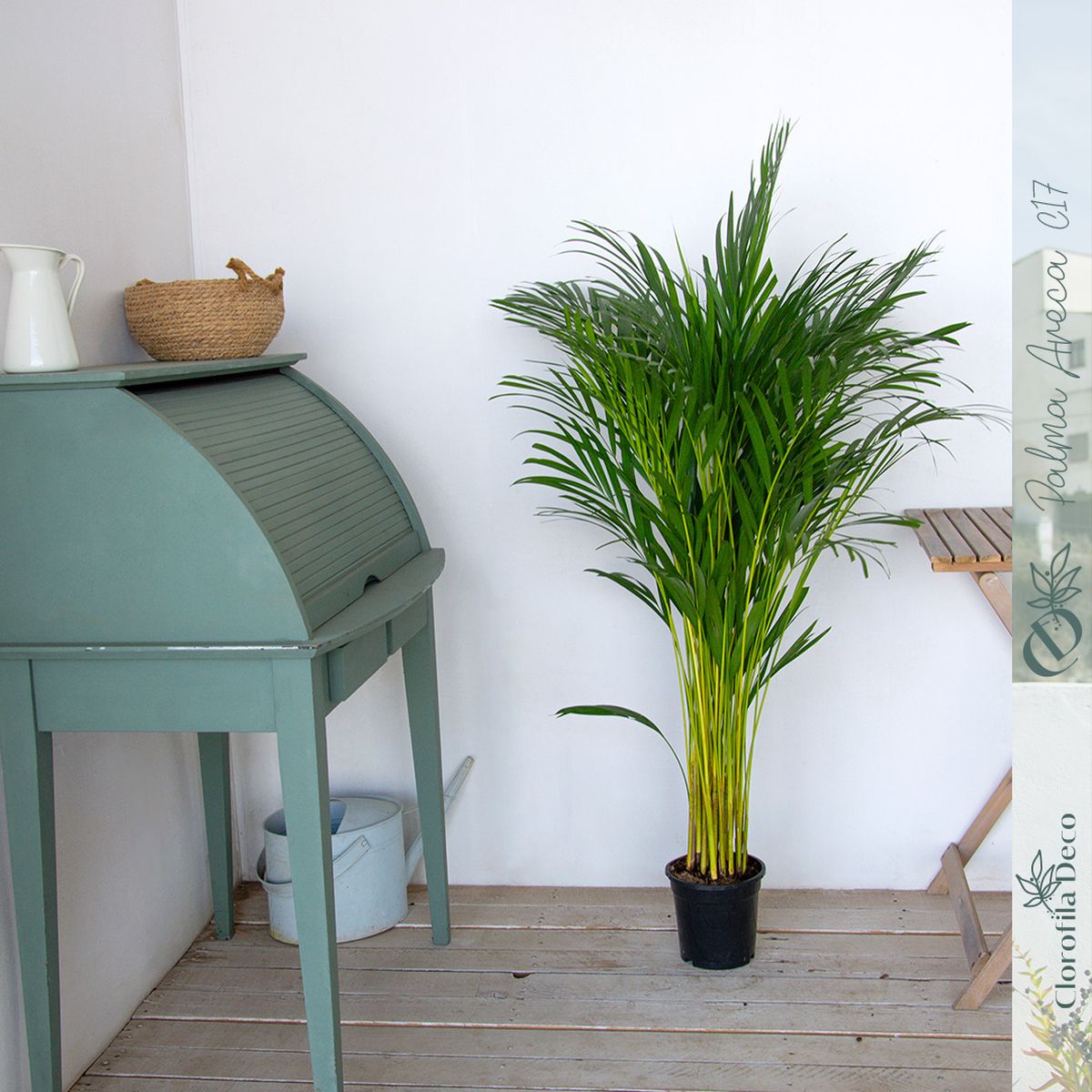 La planta que sí o sí debes ubicar en tu baño: absorbe la humedad y purifica el aire La planta que sí o sí debes ubicar en tu baño: absorbe la humedad y purifica el aire