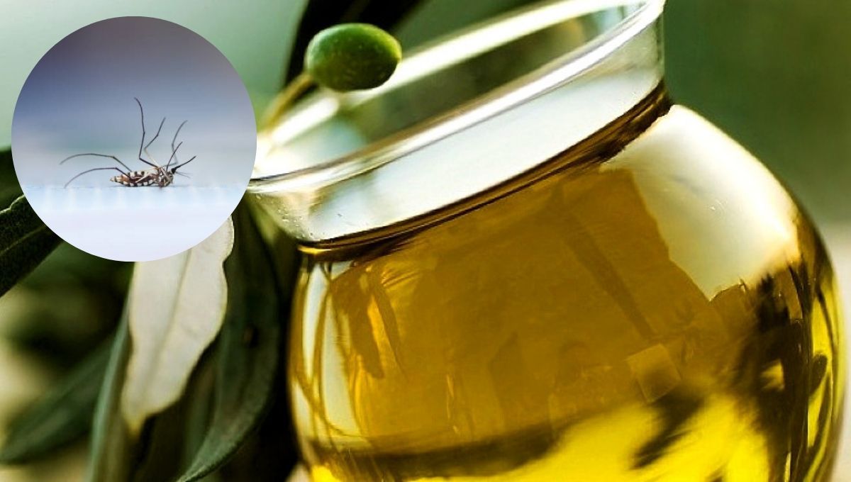 Cómo eliminar a los mosquitos de casa usando un poco de aceite de oliva: trampa casera efectiva