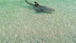Un tiburón de arrecife de puntas negras nada en las aguas poco profundas frente a Sanya, provincia de Hainan. Para uso de CHINA DAILY.