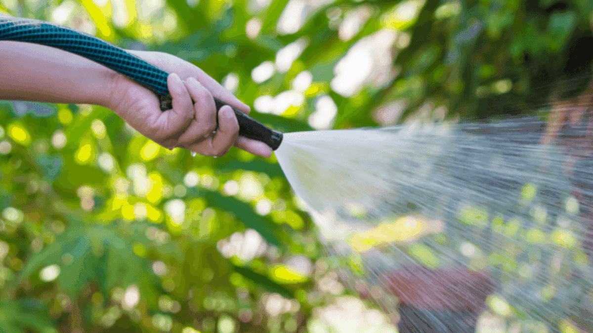 Si quieres saber la frecuencia ideal para regar las plantas en invierno, lee a continuación. Si quieres saber la frecuencia ideal para regar las plantas en invierno, lee a continuación.