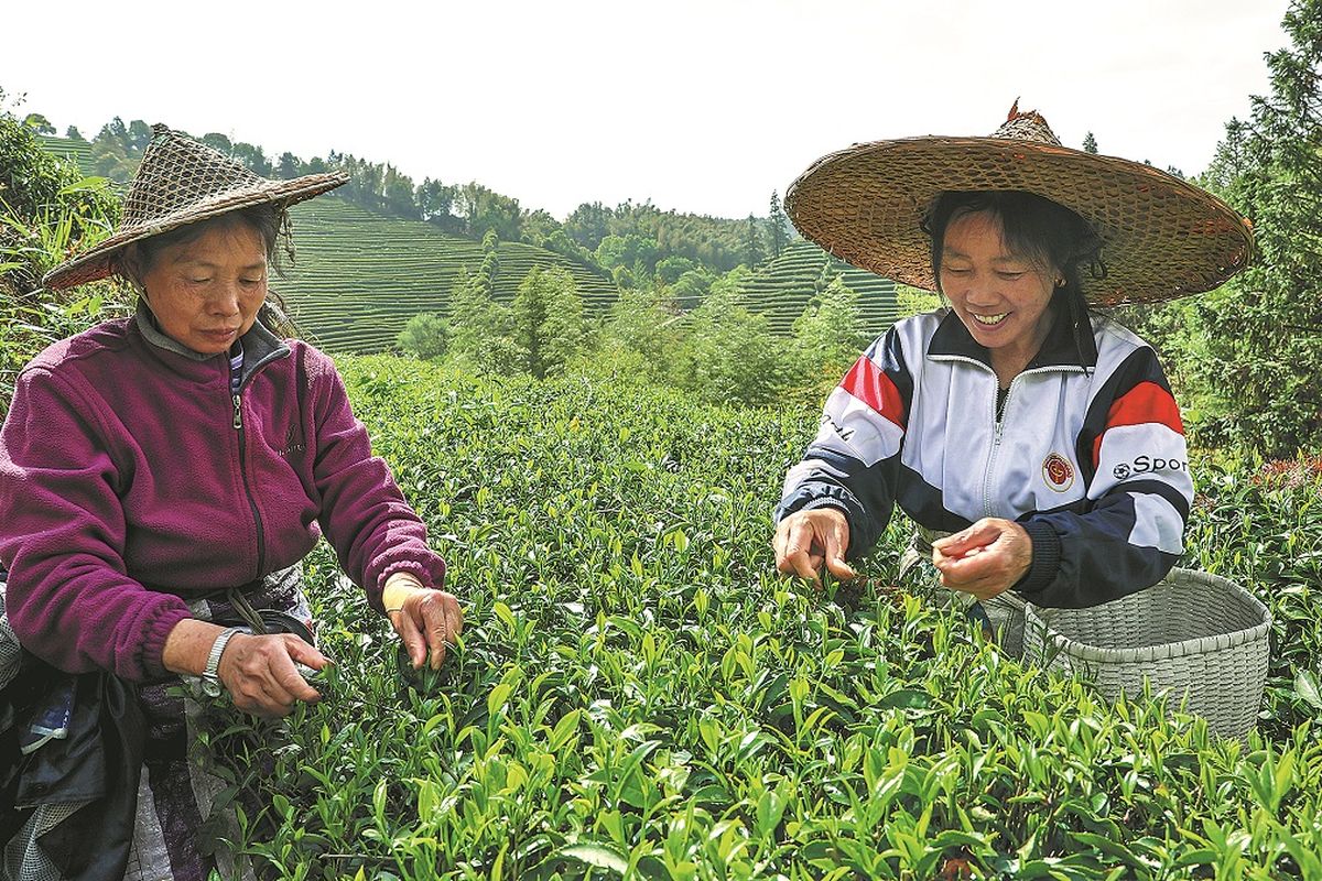 Las agricultoras recogen hojas de té en una plantación en la ciudad de Wuyishan. QIU RUQUAN / XINHUA.