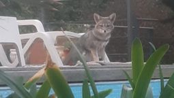 Susi, una vecina del barrio Dalvian, tomó esta foto y la envió al grupo ¿De quién es este animalito?, preguntó.