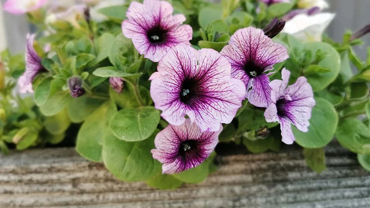 Las petunias son flores con forma de trompeta. Imagen: Pixabay Las petunias son flores con forma de trompeta. Imagen: Pixabay