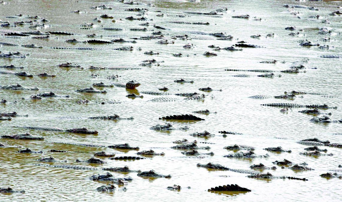Cazadores aprovechan sequía del Pilcomayo para matar animales