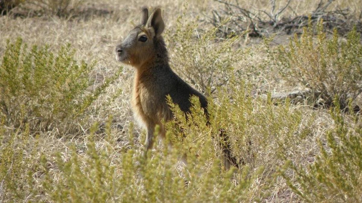 Se encontró una abundante cantidad de maras en La Payunia. Se encontró una abundante cantidad de maras en La Payunia.