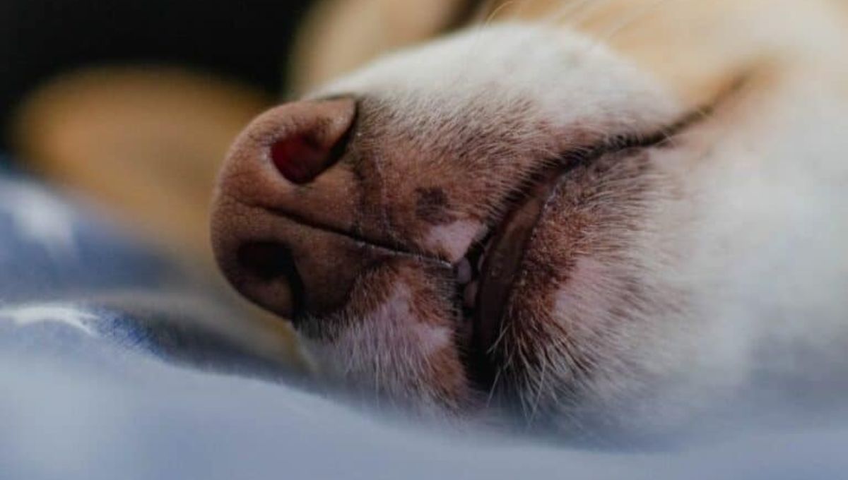 Qué significa que tu perro aplaste su hocico en todos lados y cuándo es algo negativo