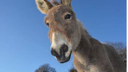 El video de un burro que se planta en medio de la ruta, exigiendo su peaje para dejarte pasar
