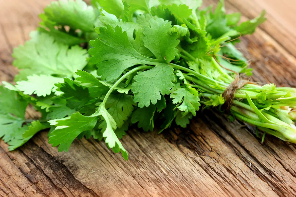El cilantro es un buen estimulador del apetito y aporta una sensaci&oacute;n expectorante de frescor.