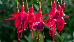 La planta elegante de flores colgantes que convertirá tu jardín en un paraíso.