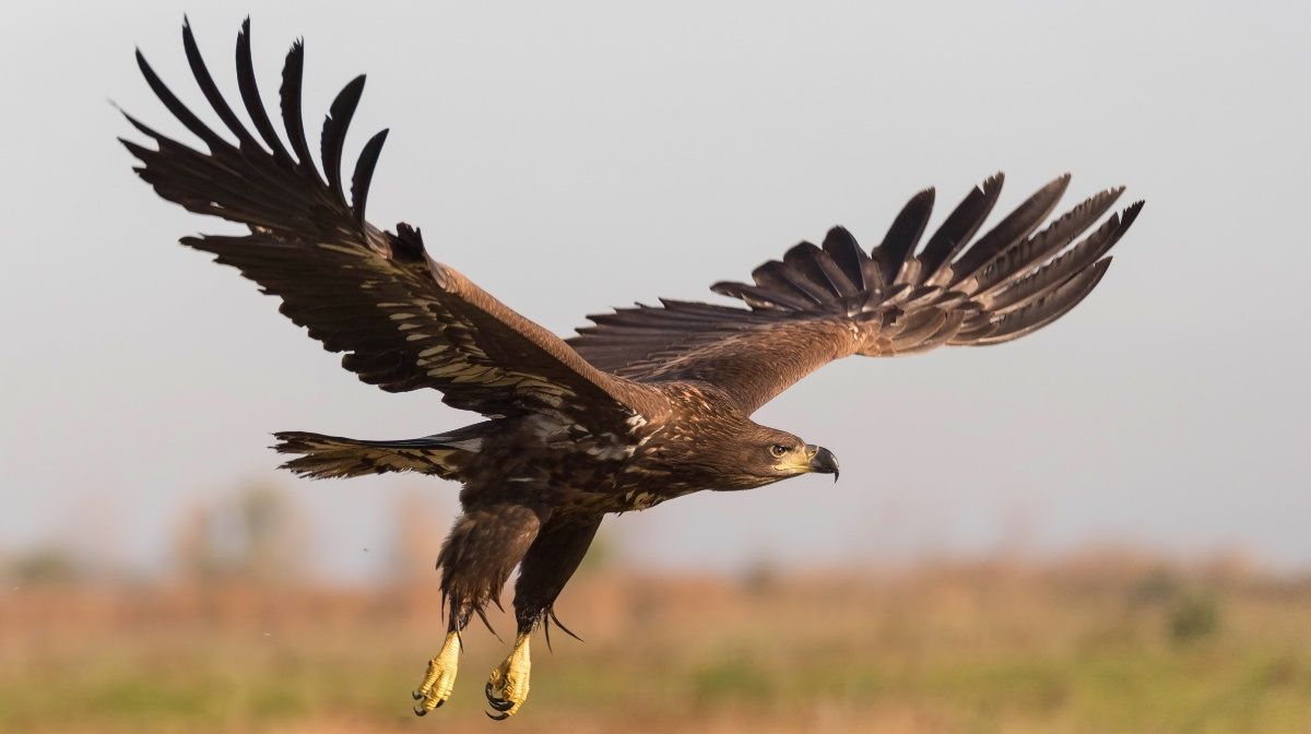 El águila real es una de las más grandes y rápidas de Norteamérica.&nbsp;