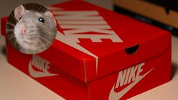 Las caja de zapatos pueden ser efectivas para usar de trampa. Las caja de zapatos pueden ser efectivas para usar de trampa.