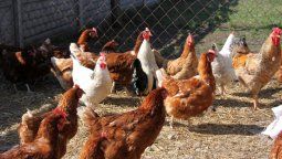 Detuvieron a un hombre que escondía cocaína en el gallinero