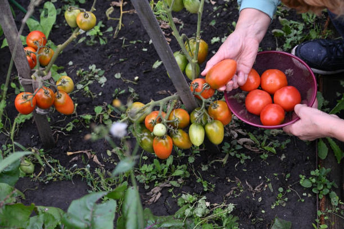 Descubrí qué hacer en tu huerta durante el mes de marzo. Descubrí qué hacer en tu huerta durante el mes de marzo.