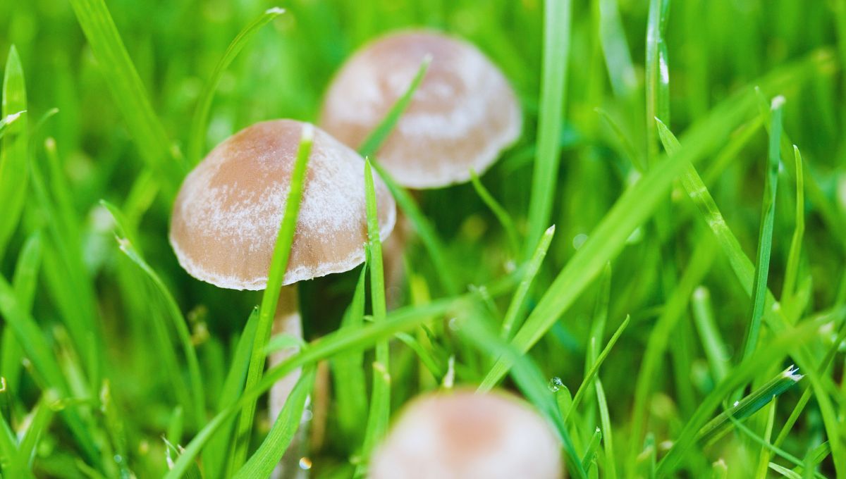 ¡Apareció un hongo en el jardín de casa! ¿Qué significa?