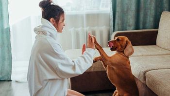 Cómo saber si tu perro es zurdo o diestro en menos de cinco minutos: test inspirado en humanos Cómo saber si tu perro es zurdo o diestro en menos de cinco minutos: test inspirado en humanos