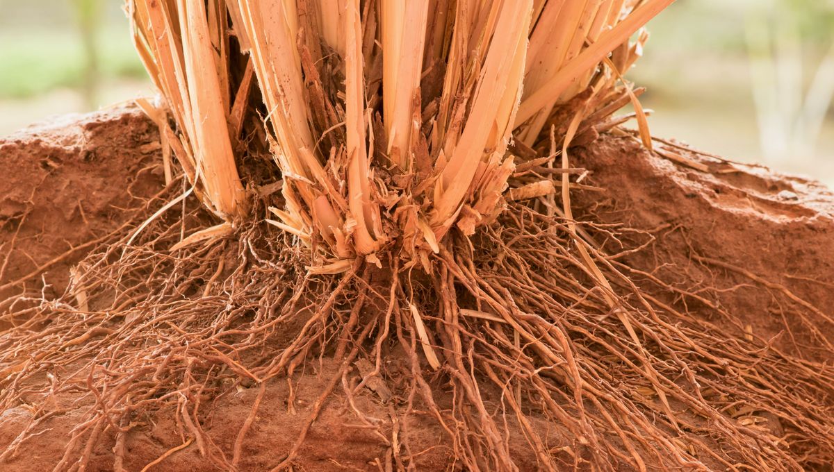 Las raíces son la base y parte más importante de toda planta